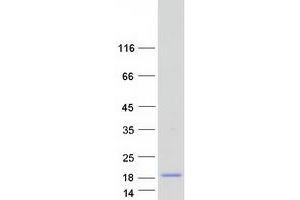 Validation with Western Blot (KRTAP3-3 Protein (Myc-DYKDDDDK Tag))