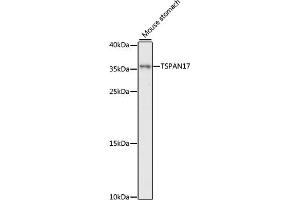 Western blot analysis of extracts of mouse stomach, using TSP antibody (ABIN7270786) at 1:1000 dilution. (Tetraspanin 17 antibody  (AA 116-234))
