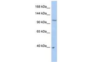 Image no. 1 for anti-E3 ubiquitin-protein ligase NEDD4-like (NEDD4L) (AA 431-480) antibody (ABIN6743164) (NEDD4-2 antibody  (AA 431-480))