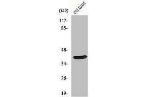Western Blot analysis of COLO205 cells using MSY2 Polyclonal Antibody