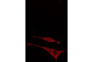 ABIN6277948 staining  NIH-3T3 cells by IF/ICC. (MAP2K7 antibody  (pThr275))