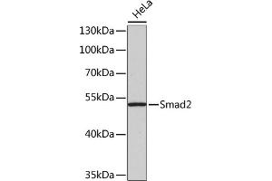 Western blot analysis of extracts of HeLa cells, using Smad2 antibody (ABIN1513537, ABIN3020986, ABIN3020987 and ABIN1514681).