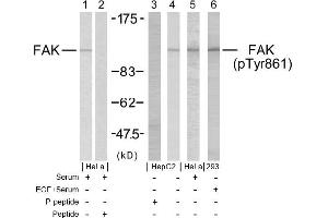 Image no. 1 for anti-PTK2 Protein tyrosine Kinase 2 (PTK2) (pTyr861) antibody (ABIN196718) (FAK antibody  (pTyr861))