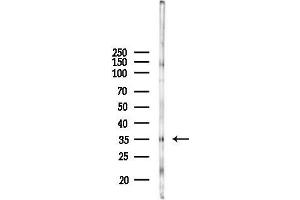 Western blot analysis of lysates from Rat heart, using TAS2R50 Antibody at 1/1000 dilution.