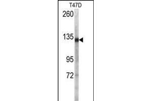 Western blot analysis of anti-DSG2 Antibody (N-term ) ((ABIN392225 and ABIN2841920)) in T47D cell line lysates (35 μg/lane). (Desmoglein 2 antibody  (N-Term))