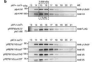 Kinesin-5 Cut7 binds the γ-TuRC MTOC. (HA-Tag antibody)