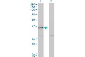 Western Blot analysis of HHEX expression in transfected 293T cell line by HHEX monoclonal antibody (M12), clone 2C8. (HHEX antibody  (AA 133-237))
