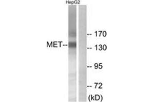 Western blot analysis of extracts from HepG2 cells, using Met (Ab-1234) Antibody. (c-MET antibody  (AA 1201-1250))