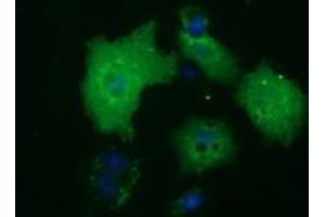 Anti-HDAC10 mouse monoclonal antibody (ABIN2453115) immunofluorescent staining of COS7 cells transiently transfected by pCMV6-ENTRY HDAC10 (RC218536). (HDAC10 antibody)