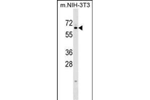 KLHL12 Antibody (C-term) (ABIN1537222 and ABIN2848955) western blot analysis in mouse NIH-3T3 cell line lysates (35 μg/lane). (KLHL12 antibody  (C-Term))