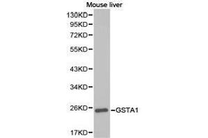 Western Blotting (WB) image for anti-Glutathione S-Transferase alpha 1 (GSTA1) antibody (ABIN1872910) (GSTA1 antibody)