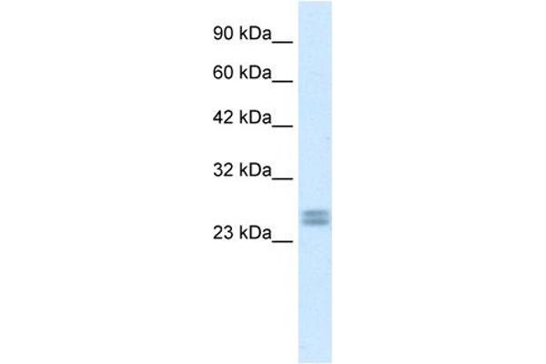 HES7 antibody  (Middle Region)