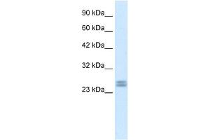 WB Suggested Anti-HES7 Antibody Titration: 0. (HES7 antibody  (Middle Region))
