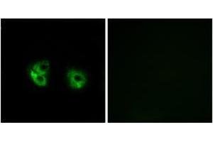 Immunofluorescence (IF) image for anti-Membrane-Associated Ring Finger (C3HC4) 2, E3 Ubiquitin Protein Ligase (MARCH2) (AA 191-240) antibody (ABIN2890284) (MARCH2 antibody  (AA 191-240))