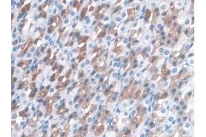 #VALUE! (LRG1 antibody  (AA 39-308))