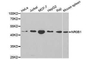 Western blot analysis of extracts of various cell lines, using NR0B1 antibody.