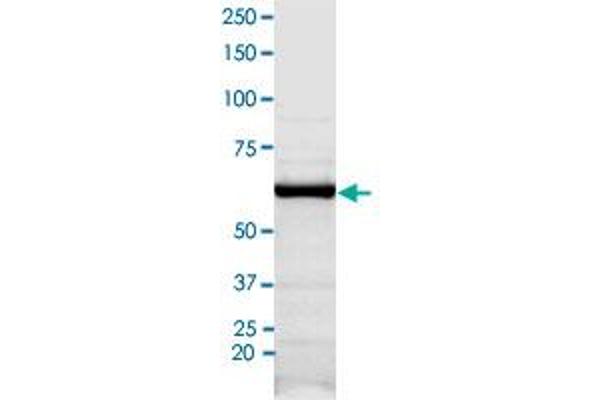 CLK3 Protein (CLK3) (AA 1-490)