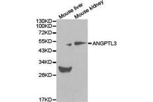Western Blotting (WB) image for anti-Angiopoietin-Like 3 (ANGPTL3) antibody (ABIN1870975) (ANGPTL3 antibody)