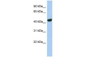 TGOLN2 antibody used at 1 ug/ml to detect target protein. (TGOLN2 antibody  (N-Term))