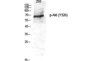 Western Blot (WB) analysis of specific cells using Phospho-Akt (Y326) Polyclonal Antibody. (AKT1 antibody  (pTyr326))