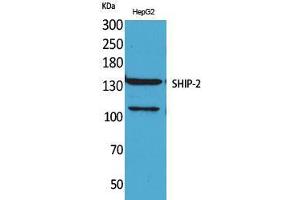 Western Blot (WB) analysis of HepG2 cells using SHIP-2 Polyclonal Antibody. (INPPL1 antibody  (Internal Region))