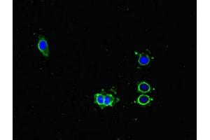 Immunofluorescent analysis of Hela cells using ABIN7163088 at dilution of 1:100 and Alexa Fluor 488-congugated AffiniPure Goat Anti-Rabbit IgG(H+L) (NOXA antibody  (AA 1-136))
