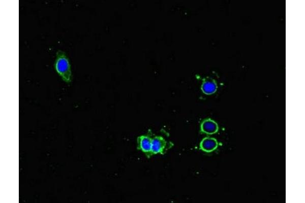 NOXA Antikörper  (AA 1-136)