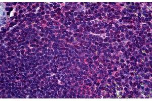 Anti-FADS1 antibody IHC staining of human spleen. (FADS1 antibody  (AA 1-100))