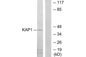 Western Blotting (WB) image for anti-Tripartite Motif Containing 28 (TRIM28) (Internal Region) antibody (ABIN1849311) (KAP1 antibody  (Internal Region))