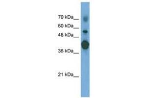 Image no. 1 for anti-Pentraxin 3 (PTX3) (N-Term) antibody (ABIN6745646) (PTX3 antibody  (N-Term))