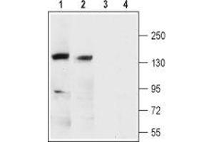 Western blot analysis of rat (lanes 1 and 3) and mouse brain membranes (lanes 2 and 4): - 1,2. (KCNMA1 antibody  (1st Extracellular Loop))