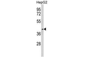 Western blot analysis of PON3 Antibody (N-term) in HepG2 cell line lysates (35ug/lane). (PON3 antibody  (N-Term))