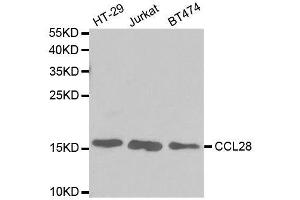 Western blot analysis of extracts of various cell lines, using CCL28 antibody. (CCL28 antibody  (AA 20-127))