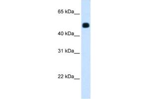 Western Blotting (WB) image for anti-3-Hydroxy-3-Methylglutaryl-CoA Synthase 2 (Mitochondrial) (HMGCS2) antibody (ABIN2462432) (HMGCS2 antibody)