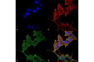 Immunocytochemistry/Immunofluorescence analysis using Rabbit Anti-ULK1 Polyclonal Antibody . (ULK1 antibody  (AA 567-577) (PerCP))