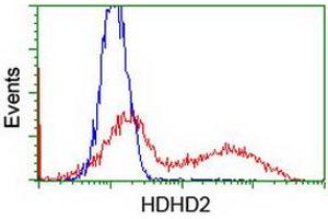 HEK293T cells transfected with either RC205967 overexpress plasmid (Red) or empty vector control plasmid (Blue) were immunostained by anti-HDHD2 antibody (ABIN2454582), and then analyzed by flow cytometry. (HDHD2 antibody)