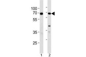 XRCC6 antibody western blot analysis in 1) 293 and 2) A549 lysate (XRCC6 antibody  (AA 228-254))
