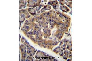 CO040 Antibody (C-term) immunohistochemistry analysis in formalin fixed and paraffin embedded human pancreas tissue followed by peroxidase conjugation of the secondary antibody and DAB staining. (C15orf40 antibody  (C-Term))