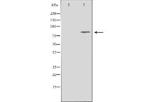 Western blot analysis of Jurkat whole cell lysates, using MRE11A Antibody. (Mre11 antibody  (C-Term))