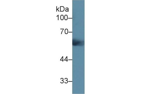 Uromodulin anticorps  (AA 32-151)