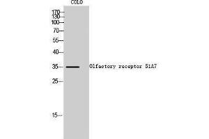 Western Blotting (WB) image for anti-Olfactory Receptor, Family 51, Subfamily A, Member 7 (OR51A7) (C-Term) antibody (ABIN3186111) (OR51A7 antibody  (C-Term))