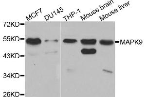 Western blot analysis of extracts of various cell lines, using MAPK9 antibody. (JNK2 antibody)