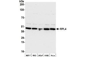 Western Blotting (WB) image for anti-Ribosomal Protein L4 (RPL4) (AA 377-427) antibody (ABIN7453014)