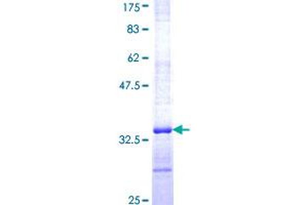 ELAVL4 Protein (AA 312-380) (GST tag)