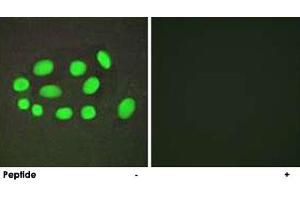 Immunofluorescence analysis of A-549 cells, using SPZ1 polyclonal antibody . (SPZ1 antibody)