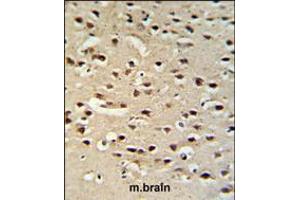 Chromogranin-C Antibody IHC analysis in formalin fixed and paraffin embedded mouse brain tissue followed by peroxidase conjugation of the secondary antibody and DAB staining. (SCG2 antibody  (AA 246-274))