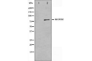 Western blot analysis on 3T3 cell lysate using MAN1B1 Antibody,The lane on the left is treated with the antigen-specific peptide. (MAN1B1 antibody  (Internal Region))
