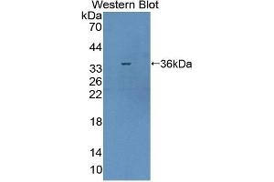 Detection of Recombinant CABIN1, Mouse using Polyclonal Antibody to Calcineurin Binding Protein 1 (CABIN1) (CABIN1 antibody  (AA 11-289))