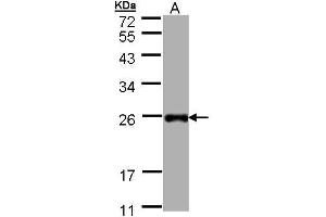 WB Image Sample (30 ug of whole cell lysate) A: Hep G2 , 12% SDS PAGE antibody diluted at 1:1000 (LITAF antibody)