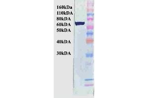Western Blot analysis of Human Cervical cancer cell line (HeLa) lysate showing detection of Hsp70 protein using Mouse Anti-Hsp70 Monoclonal Antibody, Clone BB70 (ABIN361709 and ABIN361710). (HSP70/HSC70 antibody)